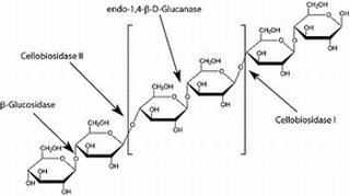 BETA-D-GLUCOSIDE GLUCOHYDROLASE