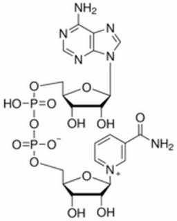 β-Nicotinamide adenine dinucleotide