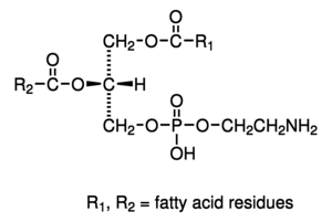 L-A-phosphatidylethanolamine type ii-S*commercial