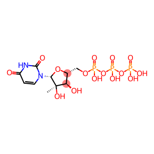 Uridine 5'-(tetrahydrogen triphosphate), 2'-C-methyl-