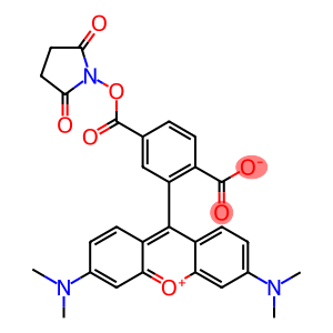 6-Carboxytetramethylrhodamine succinimidyl ester