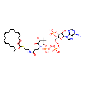 arachidonyl-coenzyme A