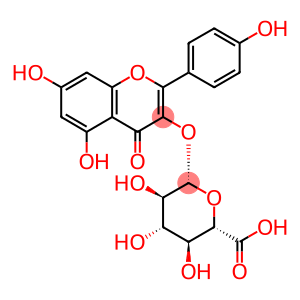 山柰酚-3-O-β-D-葡萄糖醛酸苷