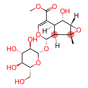 Phlorigidoside C