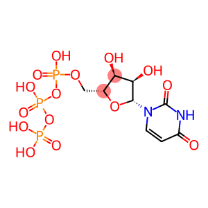 URIDINE 5'-TRIPHOSPHATE