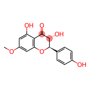 AROMADENDRIN 7-O-METHYL ETHER