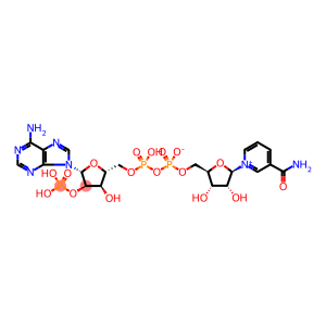 Triphosphopyridine nucleotide