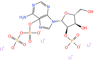 2'-磷酰腺苷 5'-磷酰硫酸酯
