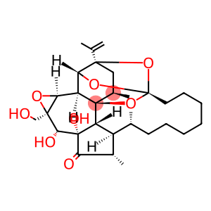 Wikstroelide E