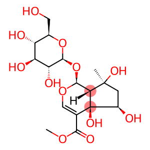 6β-Hydroxyipolamiide