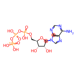 ADENOSINE 5'-TRIPHOSPHATE, [GAMMA-32P]-
