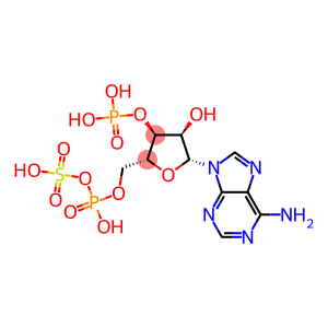 ADENOSINE3'-PHOSPHATE5'-PHOSPHOSULPHATE