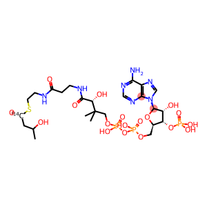 3-HYDROXYBUTYRYL COENZYME A, [HYDROXYBUTYRYL-1-14C]