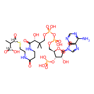 METHYLMALONYL COENZYME A, DL-2 [1,3-14C]