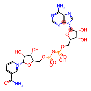 NICOTINAMIDE ADENINE DINUCLEOTIDE, [ADENYLATE-32P]-