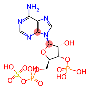 3'-PHOSPHOADENOSINE-5'-PHOSPHOSULFATE, [35S]